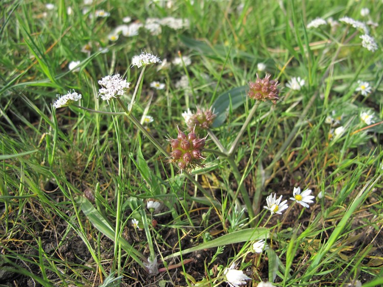 Oenanthe globulosa